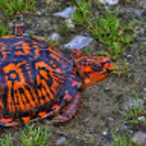 Meet your Posher, Shawn